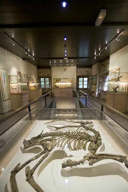 Squelette de dinosaure au musée paléontologique de Chilhac en Haute-Loire, Auvergne