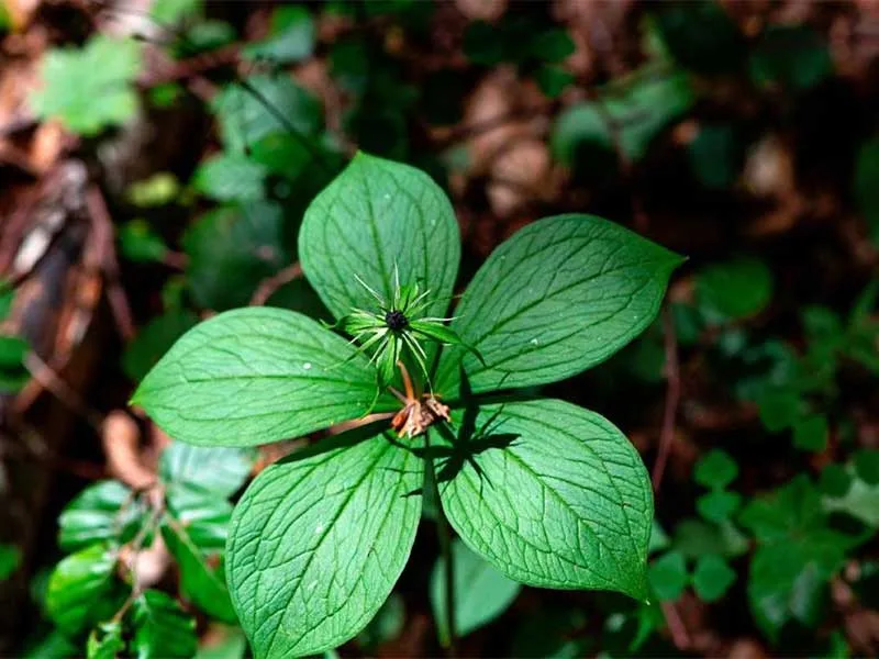 La Parisette… Une rarissime petite plante à 4 feuilles en Haute-Loire, Auvergne