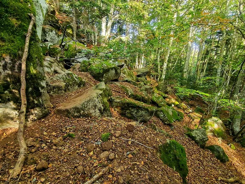 Forêt en Haute-Loire, Auvergne