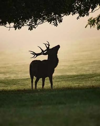 A deer bellows under the trees in Haute-Loire