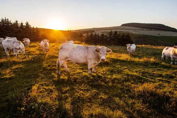 Las vacas de Fin Gras du Mézenc en Alto Loira, Auvernia