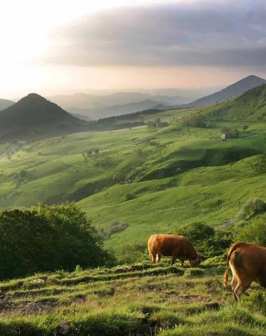 Las vacas están en las verdes montañas de Haute-Loire, Auvergne