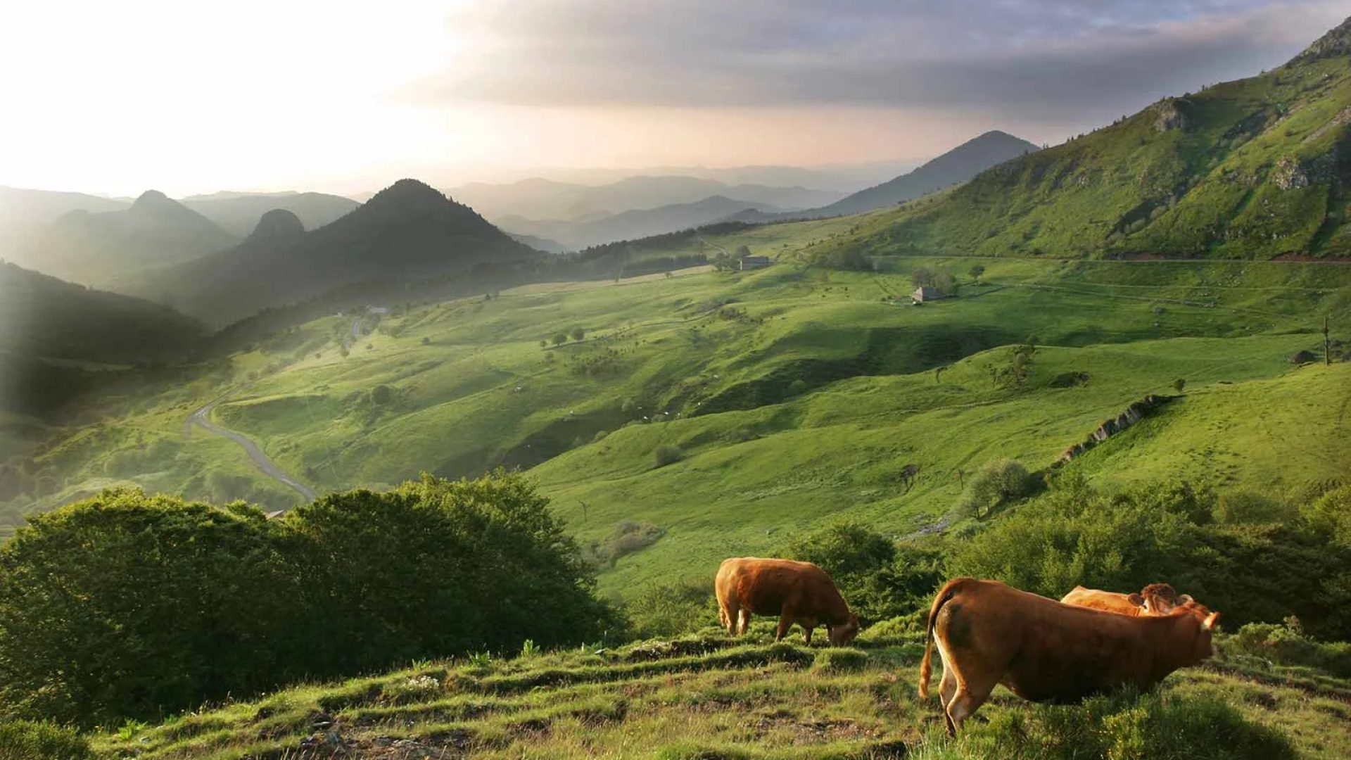 Koeien zijn in de groene bergen van Haute-Loire, Auvergne
