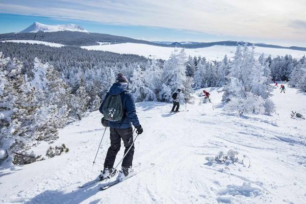 Several people are downhill skiing between the fir trees of Mézenc Meygal in Haute-Loire, Auvergne