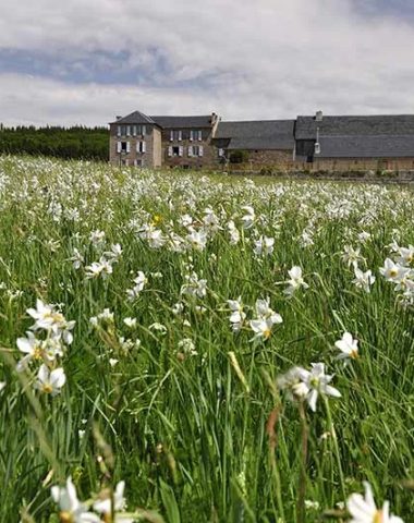 Un gran edificio en medio de un campo de flores blancas en Alto Loira, Auvernia