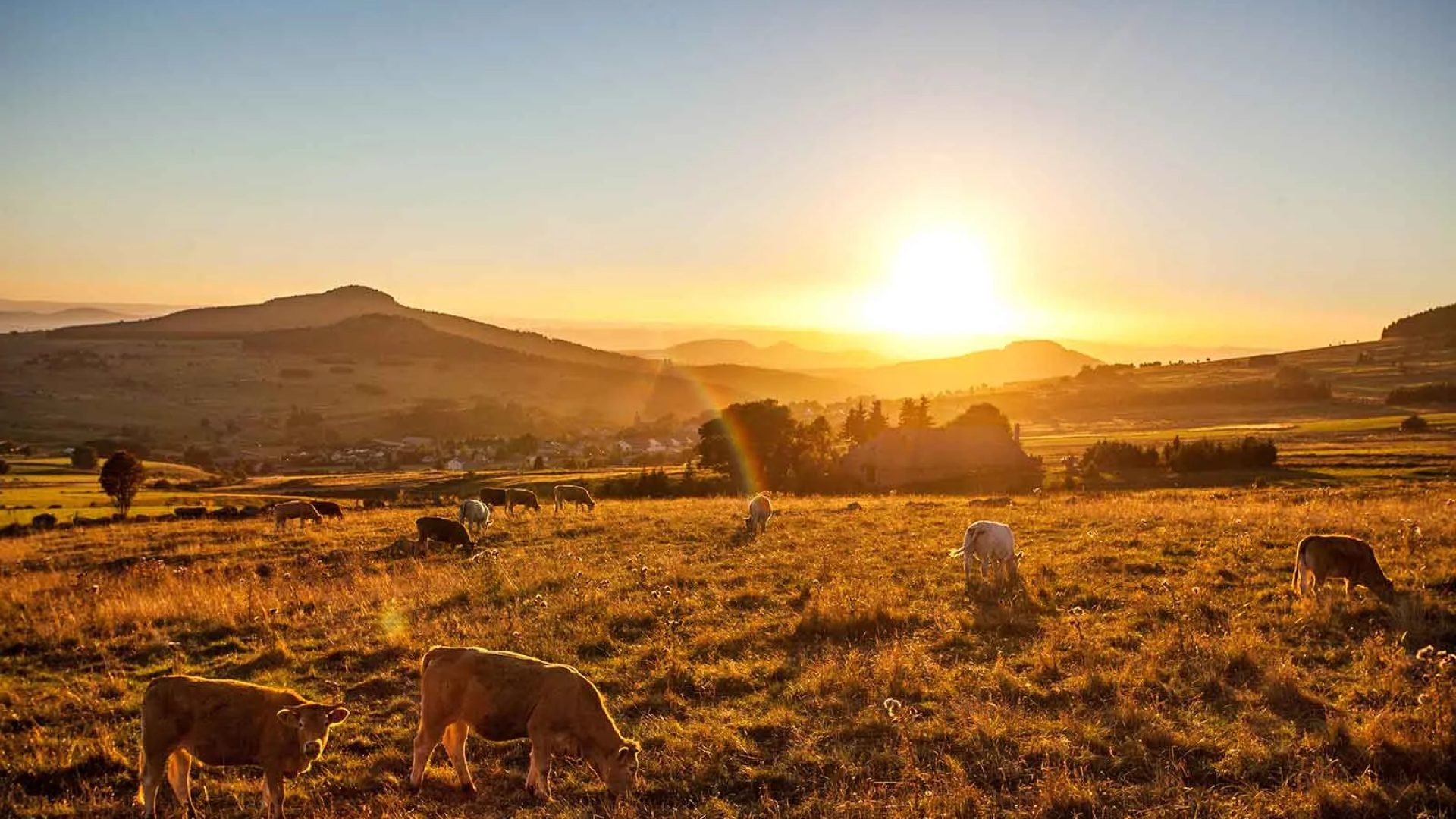 Mucche sull'altopiano del Mont Mézenc mentre il sole tramonta in Haute-Loire, Auvergne