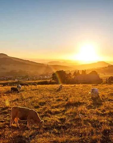 Vacas en la meseta de Mont Mézenc mientras se pone el sol en Haute-Loire, Auvergne
