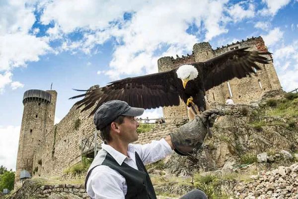 Ein Falkner vom Schloss Rochebaron und sein Adler landet auf seinem Arm in Haute-Loire, Auvergne