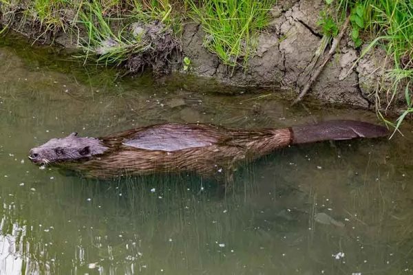 Beaver swimming in the Haute-Loire gorges in Auvergne