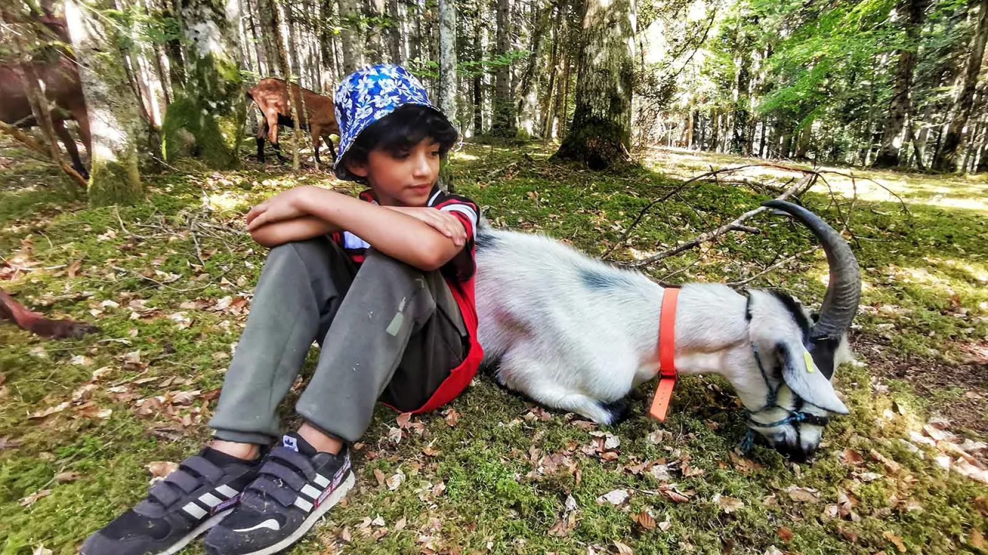 Bambino seduto accanto a una capra nella foresta in Haute-Loire, Auvergne