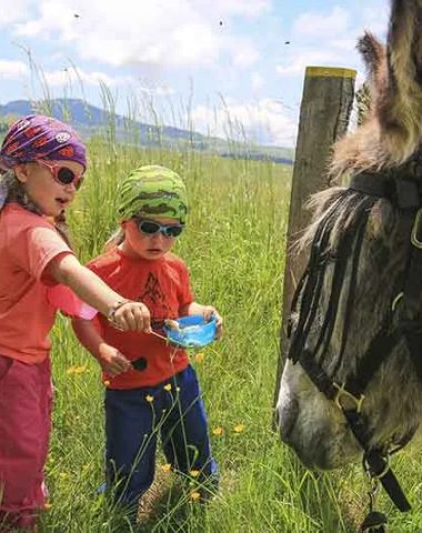 Kleine kinderen voeden een ezel in een weiland in de Haute-Loire, Auvergne
