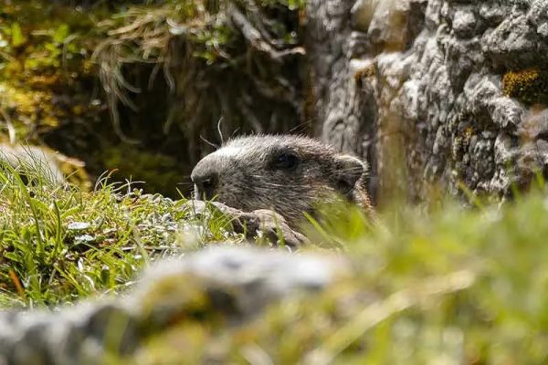 Marmota en el macizo de Mézenc en Alto Loira, Auvernia