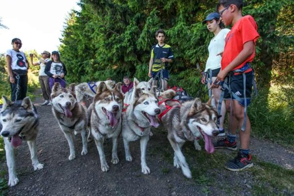 Cani-escursione con bambini nell'Haut-Lignon nell'Alta Loira