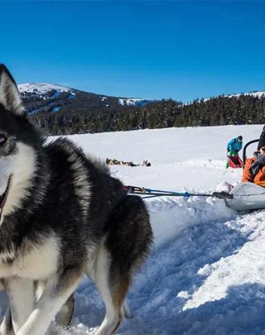 Gita con cani da slitta in inverno sulla neve nell'Haut-Lignon nell'Alta Loira