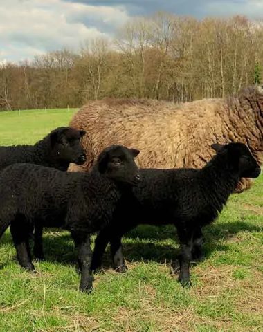 Agneaux noirs du Velay avec leur mère, Haute-Loire, Auvergne