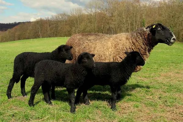 Black Velay lambs with their mother, Haute-Loire, Auvergne