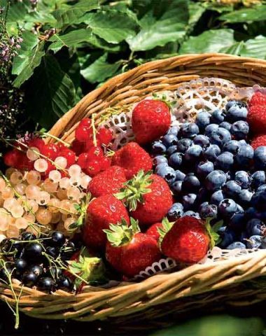 Basket of red fruits from Monts du Velay, Haute-Loire, Auvergne