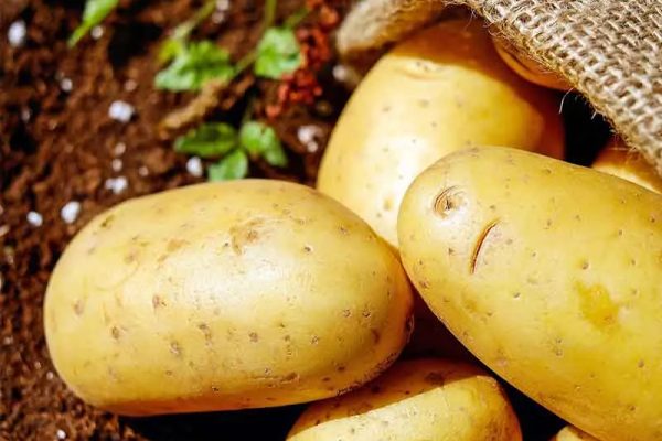 Potatoes from Craponne, Haute-Loire, Auvergne
