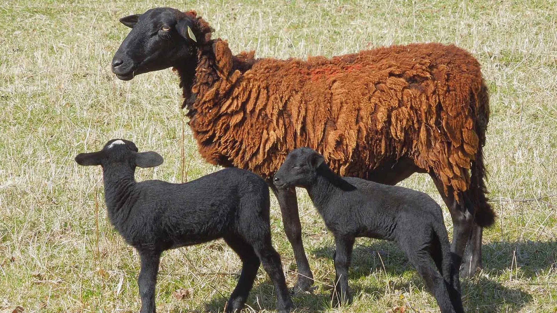 Black lambs from Velay, Haute-Loire in Auvergne