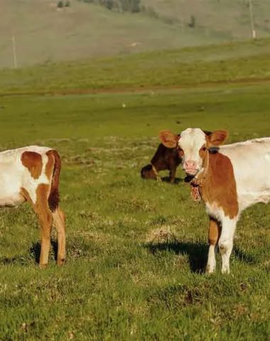 Calves from the Velay and Vedelou mountains of Haute-Loire in Auvergne
