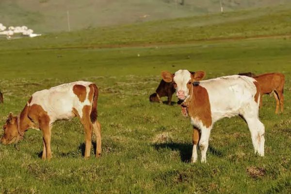 Calves from the Velay and Vedelou mountains of Haute-Loire in Auvergne