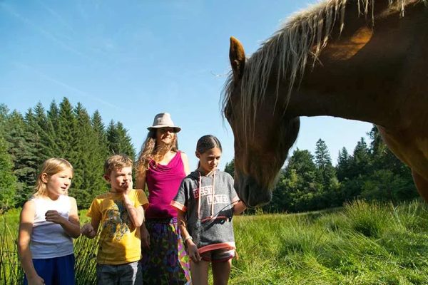 A cavallo, pony o carrozza, per una lezione in un centro ippico o una passeggiata in Haute-Loire, Alvernia